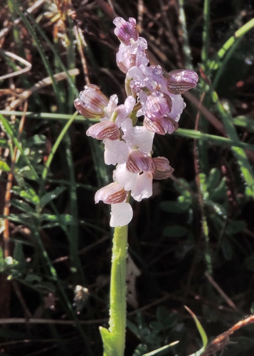 fiore di ghiaccio - Anacamptis morio